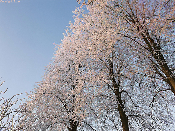 Rijp op 22 december 2007 te Bennekom, om circa 09.00u. Technische details: Pentax 645 met 35 en 75 mm objectief op statief.    Fotograaf: Stefan Jak