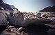 Gletsjer van het Columbia Icefield in de Rockys te Canada 