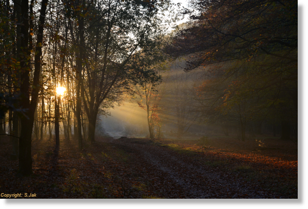 Zonneharp Planken Wambuis