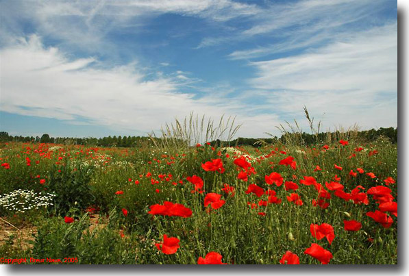 zomer in Limburg