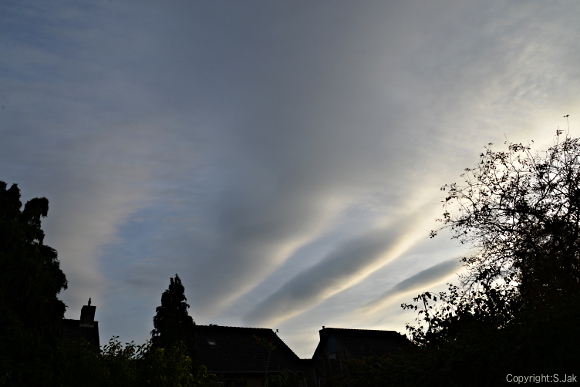 Undulatus te bennekom 14 oktober 2018 door S.Jak