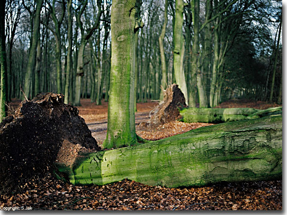 Stormschade; omgevallen beuken na de zware storm van 18 januari 2007 op het landgoed Hoekelum, tussen Bennekom en Ede bij Ede