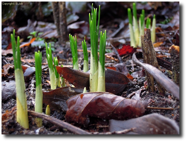 opkomende narcissen in jan 2012, winterweer nergens te bekennen