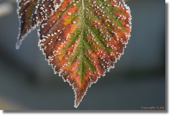 Rijp op blad december 2016 De Voortuin Bennekom