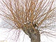 sneeuw 3feb 2012 Bennekom