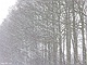 sneeuw 3feb 2012 Bennekom
