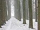 sneeuw 3feb 2012 Bennekom