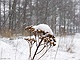 sneeuw 3feb 2012 Bennekom