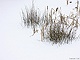 sneeuw 3feb 2012 Bennekom