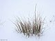 sneeuw 3feb 2012 Bennekom