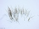 sneeuw 3feb 2012 Bennekom