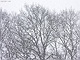 sneeuw 3feb 2012 Bennekom