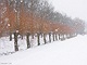 sneeuw 3feb 2012 Bennekom