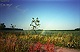 Sproeien bij de droogte in de hete zomer van 2003 in de velden tussen Renkum en Wolfheze 5