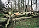 Stormschade te landgoed Hoekelum bij Bennekom 4, daags na de zware storm van 18 januari 2007 