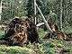 Stormschade te landgoed Hoekelum bij Bennekom 9, daags na de zware storm van 18 januari 2007 