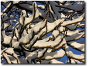 Filename=Januari2014.JPG
Filesize=193KiB
Dimensions=610x465
Date added=Jan 22, 2023 Januari2014.JPG