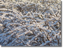 Filename=Januari2016.JPG
Filesize=260KiB
Dimensions=600x455
Date added=Jan 22, 2023 Januari2016.JPG