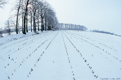 ijsensneeuw4maart200512
Keywords: Sneeuw