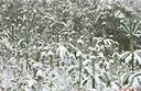 Filename=Sneeuwjaarwisseling16.jpg
Filesize=55KiB
Dimensions=580x378
Date added=Jan 22, 2023 Sneeuwjaarwisseling16.jpg